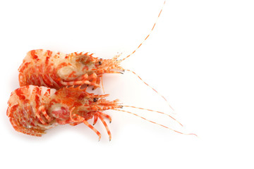 Shrimps isolated on white (northern Bering shrimp)