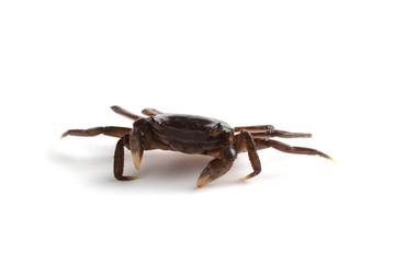 Little crab isolated on white background