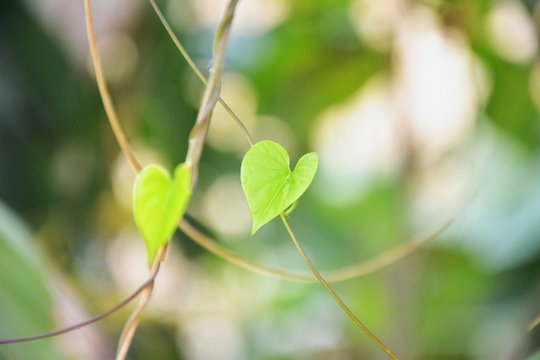 Green heart shaped leaves