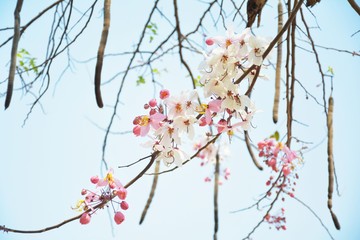 Wild Himalayan Cherry or Sakura in Thailand