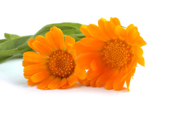 Calendula isolated on white