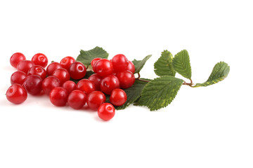 Nanking cherry and branch
