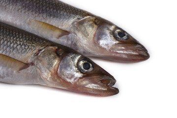 Smelt fish isolated on white. (Big Pacific smelt - Osmerus mordax)