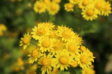 Yellow chrysanthemums background