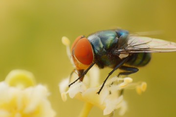 Blow fly red eyes  Chrysomya megacephala species caught on pollen.