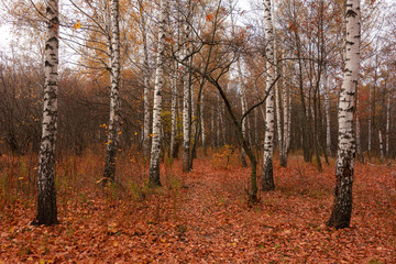 Fototapeta premium Birch trees in autumn season. Red and yellow colors forest landscape. Peaceful nature background in day time