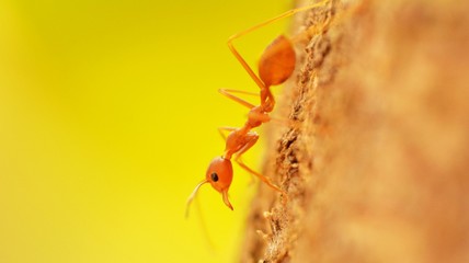 Macro pictures lens blur shadow of red ants