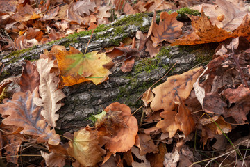 Green moss on tree trunk background with red and yellow leaves. Closeup view of forest foliage. Nature plant pattern decoration