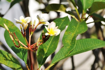 Colorful flowers.Group of flower.group of yellow white and pink flowers (Frangipani, Plumeria) White and yellow frangipani flowers with leaves in background.