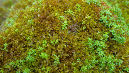 Lush green moss forest with old tree with moss. Background