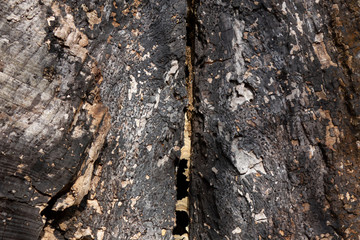 Aged wood with cracks, checks and splits. Wooden textured background