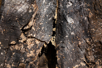 Aged wood with cracks, checks and splits. Wooden textured background