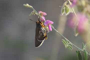 close-up of butterfly 