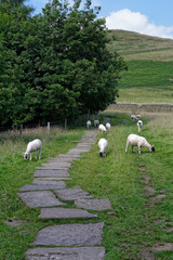 Sheep grazing, Edale Derbyshire England UK