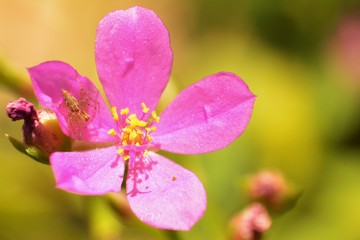 Pink flowers of Talinum paniculatum