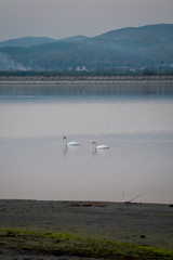 Swan swimming and searching for algae