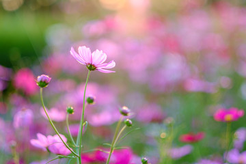 Cosmos flowers bloom in the rainy season in the garden.