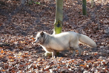 Arctic fox (Alopex lagopus) running in an enclosure Zoo Mulhouse France