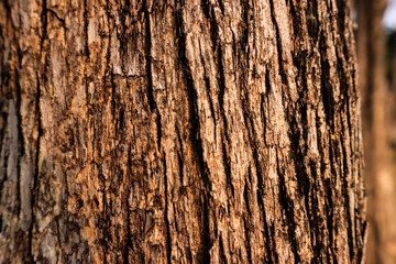 Natural bark texture background material. For Design. Old Wood Tree Background Pattern. dry tree bark close up.