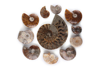Ammonite half and different ammonites