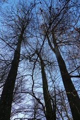 a group of common beeches, fagus sylvatica l., crowns in winter without leaves, upward view