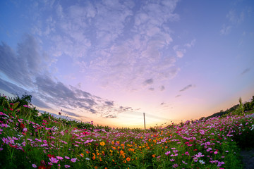 Cosmos flowers bloom in the rainy season in the garden.