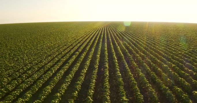 Agriculture - Smooth aerial image over cotton lines, showing the horizon with sunlight and blue sky - Agribusiness