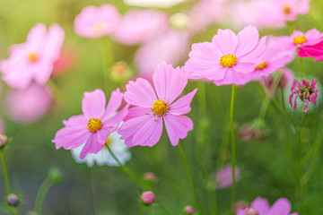 Cosmos flowers bloom in the rainy season in the garden.