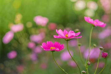 Cosmos flowers bloom in the rainy season in the garden.