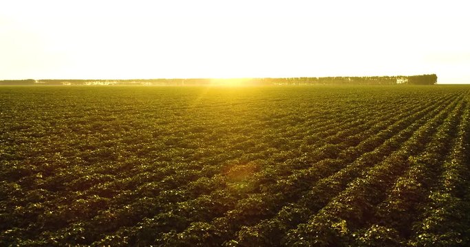 Agriculture - Soft aerial image approaching the cotton lines, beautiful sunset over the leaves, high productivity - Agribusiness