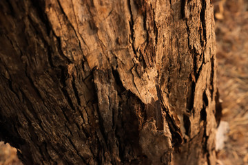 Natural bark texture background material. For Design. Old Wood Tree Background Pattern. dry tree...