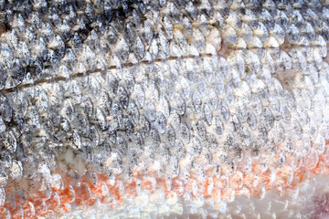 Rudd fish scales background © Alex Coan