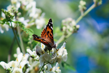 close-up of butterfly 