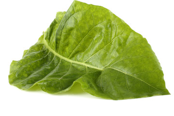 Tobacco leaf isolated on white