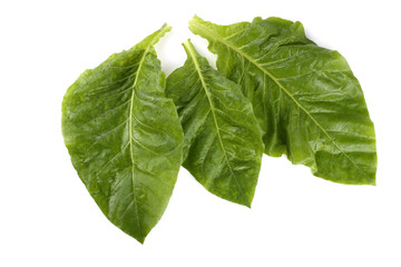 Tobacco leaves isolated on white