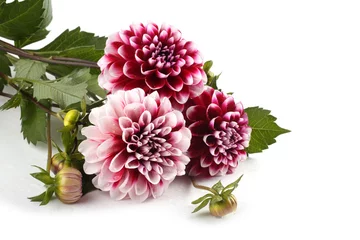 Poster Dahlia flowers isolated on white © Alex Coan