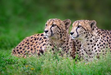 Naklejka na ściany i meble Portrait of a pair of cheetahs lying in the grass