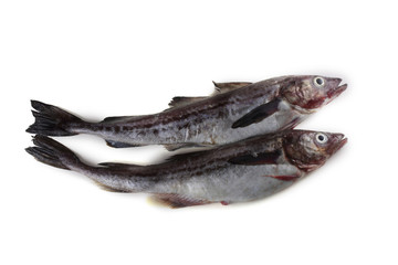 Alaska pollock