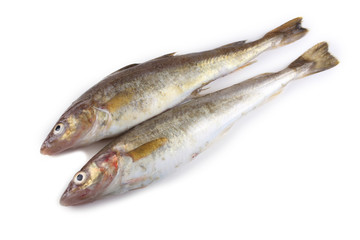 Saffron cod isolated on white