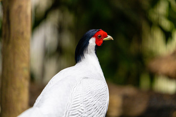 portrait of male pheasant