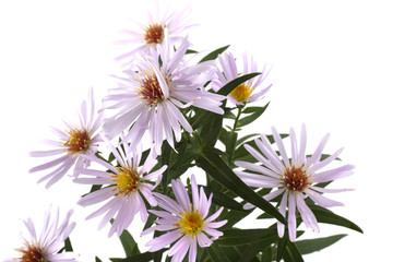 Growing asters isolated on white