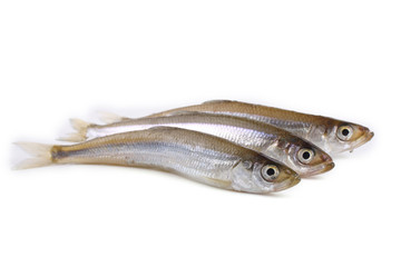 Smelt fishes isolated on white