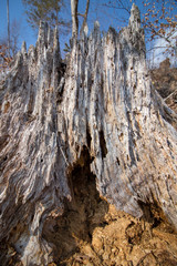 Rotten stump in Bohinj valley