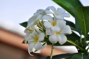 Colorful flowers and morning sunshine	