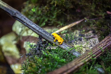 Dendrobate