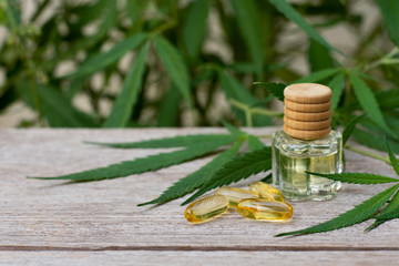 Cannabis hemp essential oil extracted and capsules with fresh organic marijuana green leaf isolated...