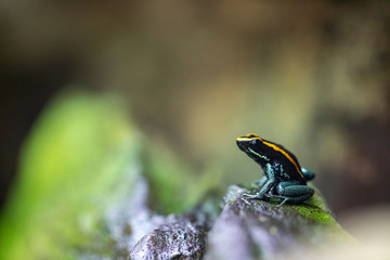 Dendrobate