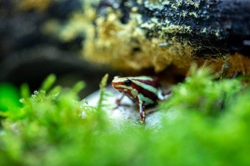Dendrobate
