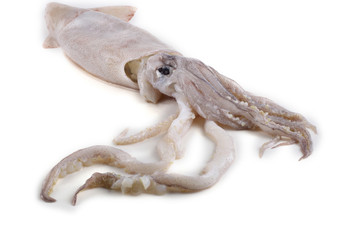 Squid isolated on white