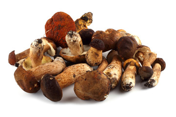 King bolete and Rugiboletus extremiorientalis